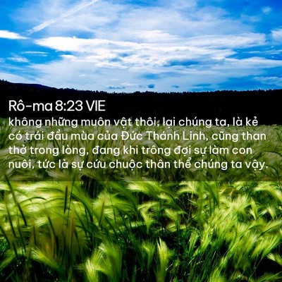 Picture 02 - Rô-ma 8:23 VIE - không những muôn vật thôi, lại chúng - Bible Verse Picture