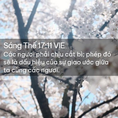 Picture 02 - Sáng Thế 17:11 VIE - Các ngươi phải chịu cắt bì; phép đó - Bible Verse Picture