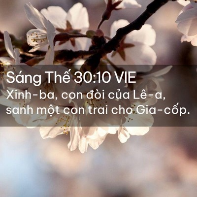 Picture 02 - Sáng Thế 30:10 VIE - Xinh-ba, con đòi của Lê-a, sanh một con - Bible Verse Picture