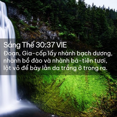 Picture 02 - Sáng Thế 30:37 VIE - Đoạn, Gia-cốp lấy nhành bạch dương, - Bible Verse Picture