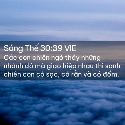 Picture 02 - Sáng Thế 30:39 VIE - Các con chiên ngó thấy những nhành đó - Bible Verse Picture