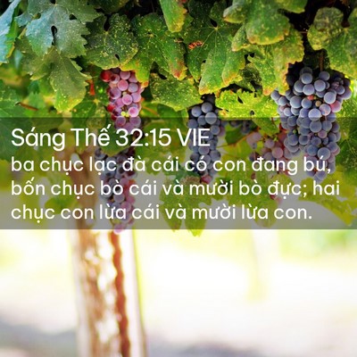 Picture 02 - Sáng Thế 32:15 VIE - ba chục lạc đà cái có con đang bú, - Bible Verse Picture