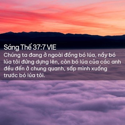 Picture 02 - Sáng Thế 37:7 VIE - Chúng ta đang ở ngoài đồng bó lúa, - Bible Verse Picture