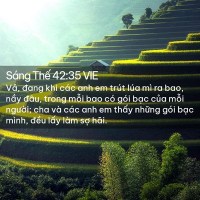 Picture 02 - Sáng Thế 42:35 VIE - Vả, đang khi các anh em trút lúa mì ra - Bible Verse Picture