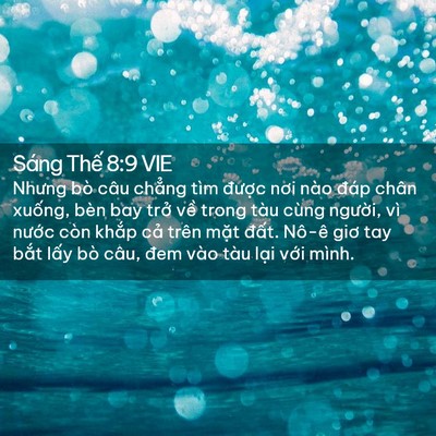Picture 02 - Sáng Thế 8:9 VIE - Nhưng bò câu chẳng tìm được nơi nào - Bible Verse Picture