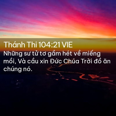 Picture 02 - Thánh Thi 104:21 VIE - Những sư tử tơ gầm hét về miếng - Bible Verse Picture