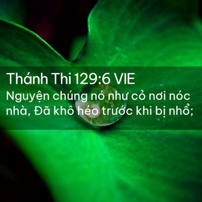 Picture 02 - Thánh Thi 129:6 VIE - Nguyện chúng nó như cỏ nơi nóc nhà, - Bible Verse Picture