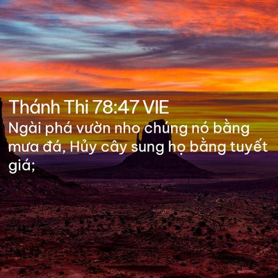 Picture 02 - Thánh Thi 78:47 VIE - Ngài phá vườn nho chúng nó bằng mưa - Bible Verse Picture