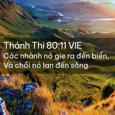 Picture 02 - Thánh Thi 80:11 VIE - Các nhành nó gie ra đến biển, Và chồi - Bible Verse Picture