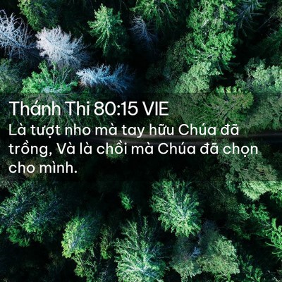 Picture 02 - Thánh Thi 80:15 VIE - Là tượt nho mà tay hữu Chúa đã trồng, - Bible Verse Picture