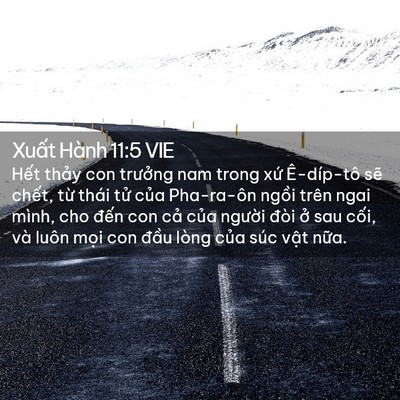 Picture 02 - Xuất Hành 11:5 VIE - Hết thảy con trưởng nam trong xứ - Bible Verse Picture