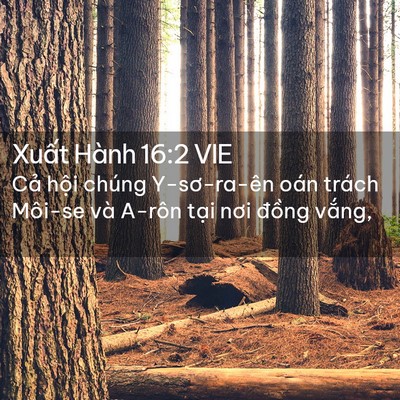 Picture 02 - Xuất Hành 16:2 VIE - Cả hội chúng Y-sơ-ra-ên oán trách - Bible Verse Picture