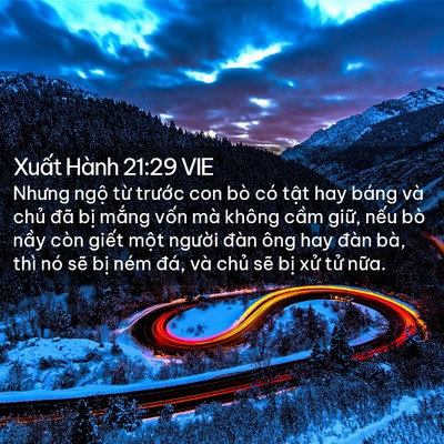 Picture 02 - Xuất Hành 21:29 VIE - Nhưng ngộ từ trước con bò có tật hay - Bible Verse Picture