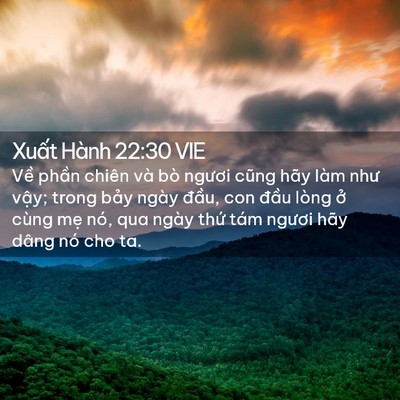 Picture 02 - Xuất Hành 22:30 VIE - Về phần chiên và bò ngươi cũng hãy - Bible Verse Picture