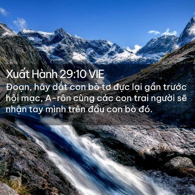 Picture 02 - Xuất Hành 29:10 VIE - Đoạn, hãy dắt con bò tơ đực lại - Bible Verse Picture