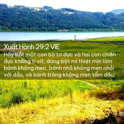 Picture 02 - Xuất Hành 29:2 VIE - Hãy bắt một con bò tơ đực và hai con - Bible Verse Picture