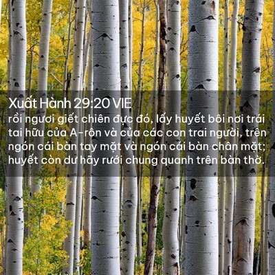 Picture 02 - Xuất Hành 29:20 VIE - rồi ngươi giết chiên đực đó, lấy - Bible Verse Picture