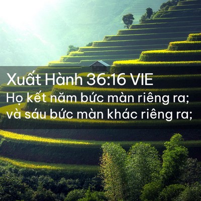 Picture 02 - Xuất Hành 36:16 VIE - Họ kết năm bức màn riêng ra; và sáu - Bible Verse Picture