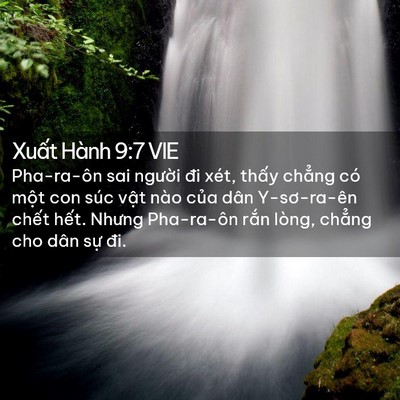 Picture 02 - Xuất Hành 9:7 VIE - Pha-ra-ôn sai người đi xét, thấy chẳng - Bible Verse Picture