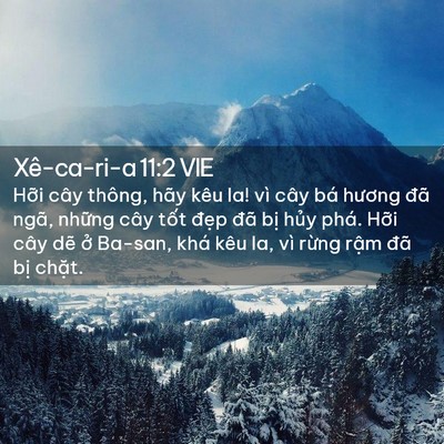 Picture 02 - Xê-ca-ri-a 11:2 VIE - Hỡi cây thông, hãy kêu la! vì cây bá - Bible Verse Picture