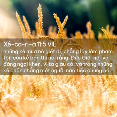 Picture 02 - Xê-ca-ri-a 11:5 VIE - những kẻ mua nó giết đi, chẳng lấy - Bible Verse Picture