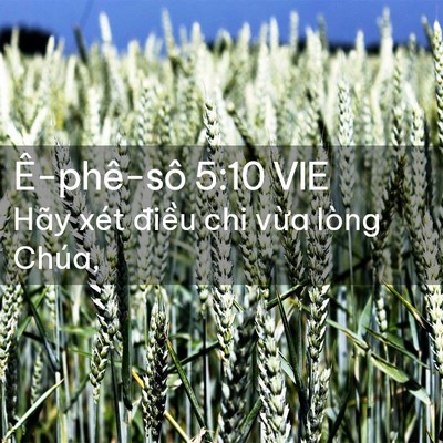 Picture 02 - Ê-phê-sô 5:10 VIE - Hãy xét điều chi vừa lòng - Bible Verse Picture