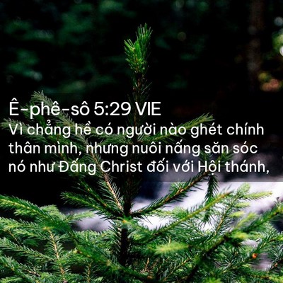 Picture 02 - Ê-phê-sô 5:29 VIE - Vì chẳng hề có người nào ghét chính - Bible Verse Picture