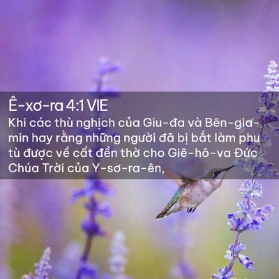 Picture 02 - Ê-xơ-ra 4:1 VIE - Khi các thù nghịch của Giu-đa và - Bible Verse Picture