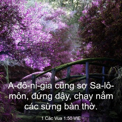 Picture 03 - 1 Các Vua 1:50 VIE - A-đô-ni-gia cũng sợ Sa-lô-môn, đứng - Bible Verse Picture