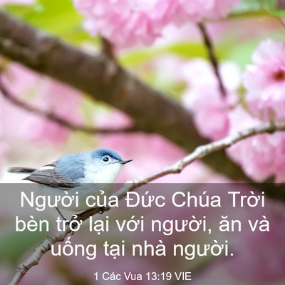 Picture 03 - 1 Các Vua 13:19 VIE - Người của Đức Chúa Trời bèn trở - Bible Verse Picture