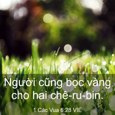 Picture 03 - 1 Các Vua 6:28 VIE - Người cũng bọc vàng cho hai - Bible Verse Picture