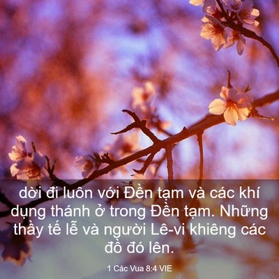 Picture 03 - 1 Các Vua 8:4 VIE - dời đi luôn với Đền tạm và các khí - Bible Verse Picture