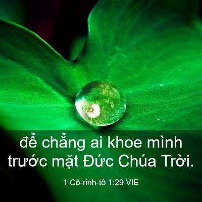 Picture 03 - 1 Cô-rinh-tô 1:29 VIE - để chẳng ai khoe mình trước mặt Đức - Bible Verse Picture
