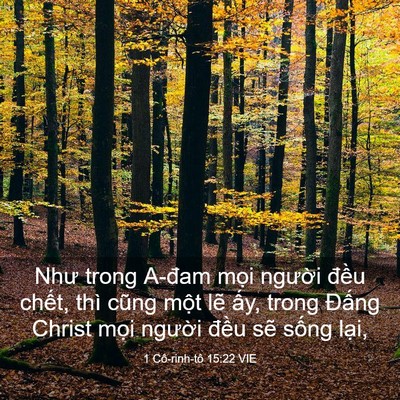 Picture 03 - 1 Cô-rinh-tô 15:22 VIE - Như trong A-đam mọi người đều chết, - Bible Verse Picture