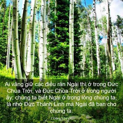 Picture 03 - 1 Giăng 3:24 VIE - Ai vâng giữ các điều răn Ngài thì ở - Bible Verse Picture