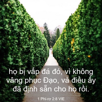 Picture 03 - 1 Phi-rơ 2:8 VIE - họ bị vấp đá đó, vì không vâng - Bible Verse Picture
