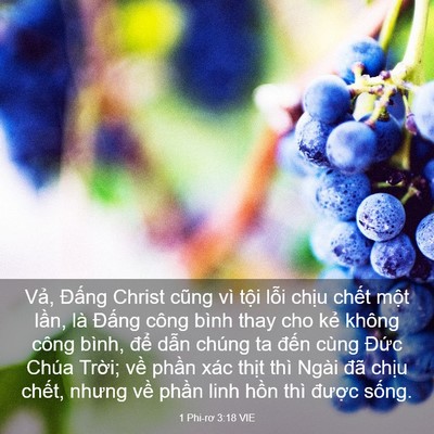 Picture 03 - 1 Phi-rơ 3:18 VIE - Vả, Đấng Christ cũng vì tội lỗi chịu - Bible Verse Picture