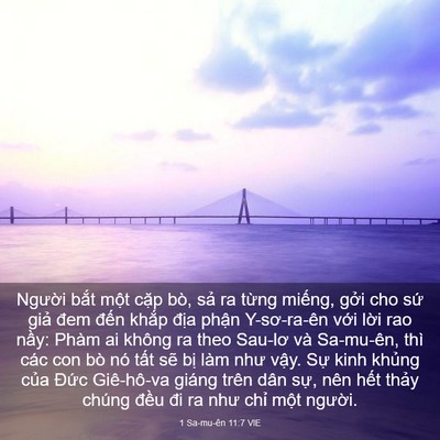 Picture 03 - 1 Sa-mu-ên 11:7 VIE - Người bắt một cặp bò, sả ra từng - Bible Verse Picture