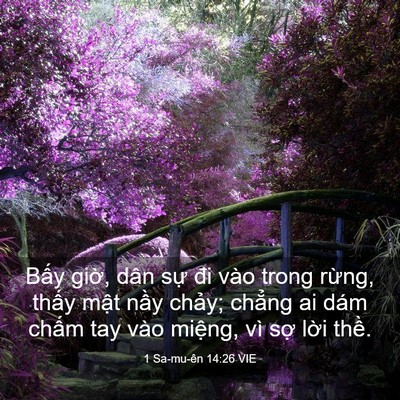 Picture 03 - 1 Sa-mu-ên 14:26 VIE - Bấy giờ, dân sự đi vào trong rừng, - Bible Verse Picture
