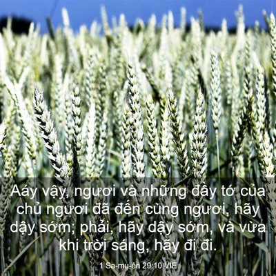 Picture 03 - 1 Sa-mu-ên 29:10 VIE - Aáy vậy, ngươi và những đầy tớ của - Bible Verse Picture