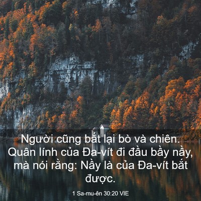 Picture 03 - 1 Sa-mu-ên 30:20 VIE - Người cũng bắt lại bò và chiên. Quân - Bible Verse Picture