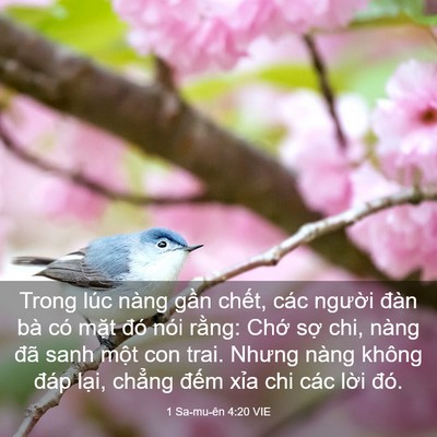Picture 03 - 1 Sa-mu-ên 4:20 VIE - Trong lúc nàng gần chết, các người - Bible Verse Picture