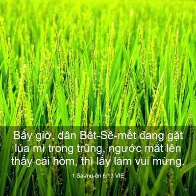 Picture 03 - 1 Sa-mu-ên 6:13 VIE - Bấy giờ, dân Bết-Sê-mết đang gặt - Bible Verse Picture