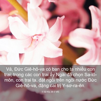 Picture 03 - 1 Sử Ký 28:5 VIE - Vả, Đức Giê-hô-va có ban cho ta nhiều - Bible Verse Picture