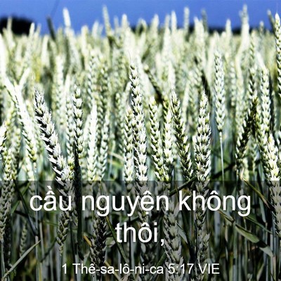Picture 03 - 1 Thê-sa-lô-ni-ca 5:17 VIE - cầu nguyện không - Bible Verse Picture