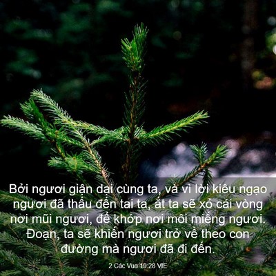 Picture 03 - 2 Các Vua 19:28 VIE - Bởi ngươi giận dại cùng ta, và vì - Bible Verse Picture