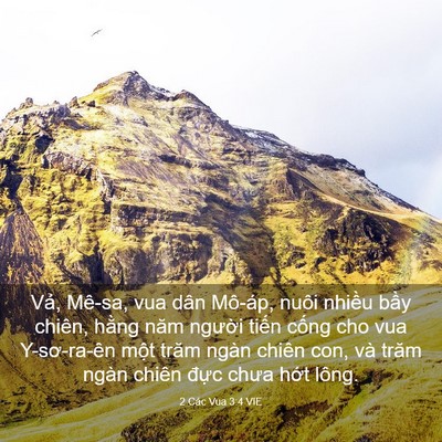 Picture 03 - 2 Các Vua 3:4 VIE - Vả, Mê-sa, vua dân Mô-áp, nuôi nhiều - Bible Verse Picture