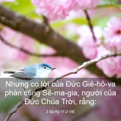 Picture 03 - 2 Sử Ký 11:2 VIE - Nhưng có lời của Đức Giê-hô-va phán - Bible Verse Picture