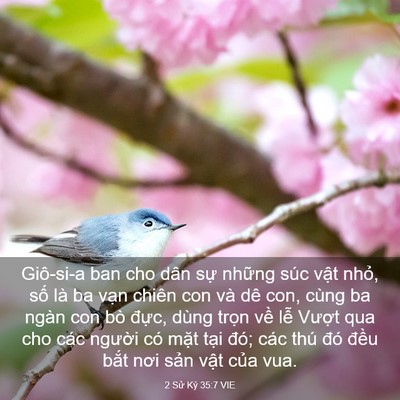 Picture 03 - 2 Sử Ký 35:7 VIE - Giô-si-a ban cho dân sự những súc vật - Bible Verse Picture