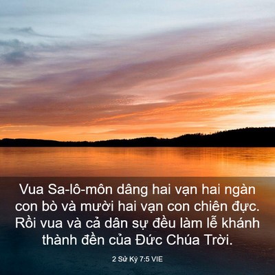 Picture 03 - 2 Sử Ký 7:5 VIE - Vua Sa-lô-môn dâng hai vạn hai ngàn con bò - Bible Verse Picture